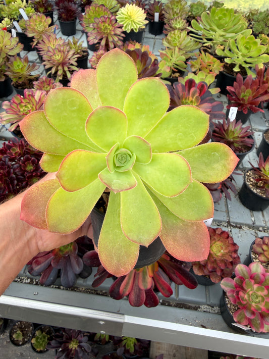 Aeonium gorgoneum São Vicente