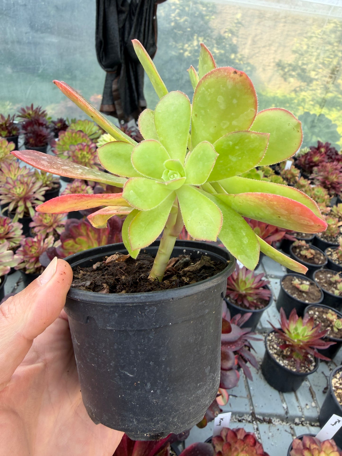 Aeonium gorgoneum São Vicente