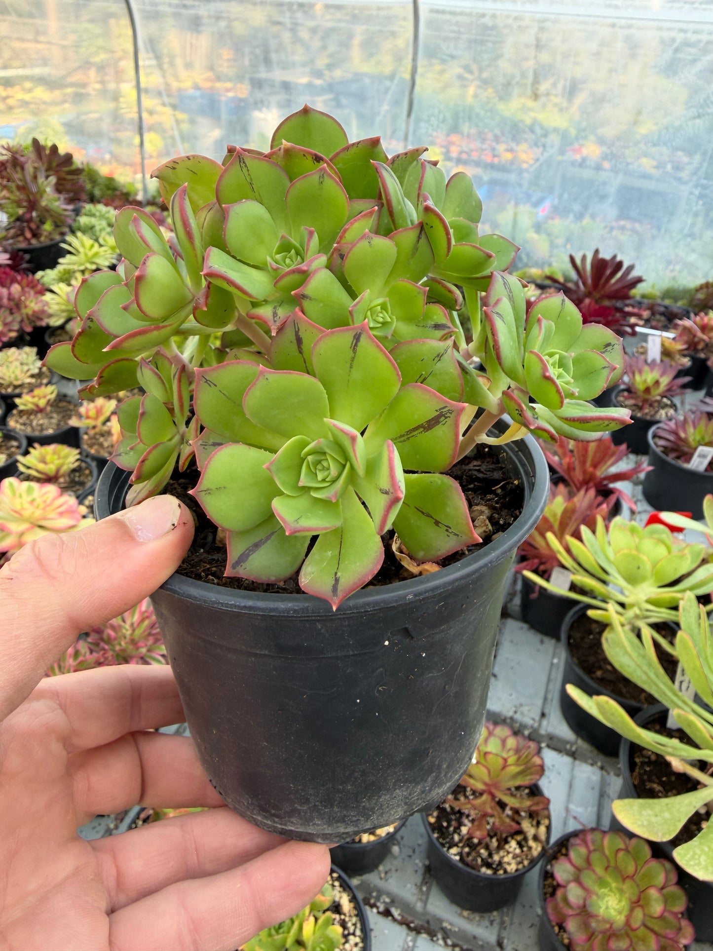Aeonium Mary Anne Kunkel