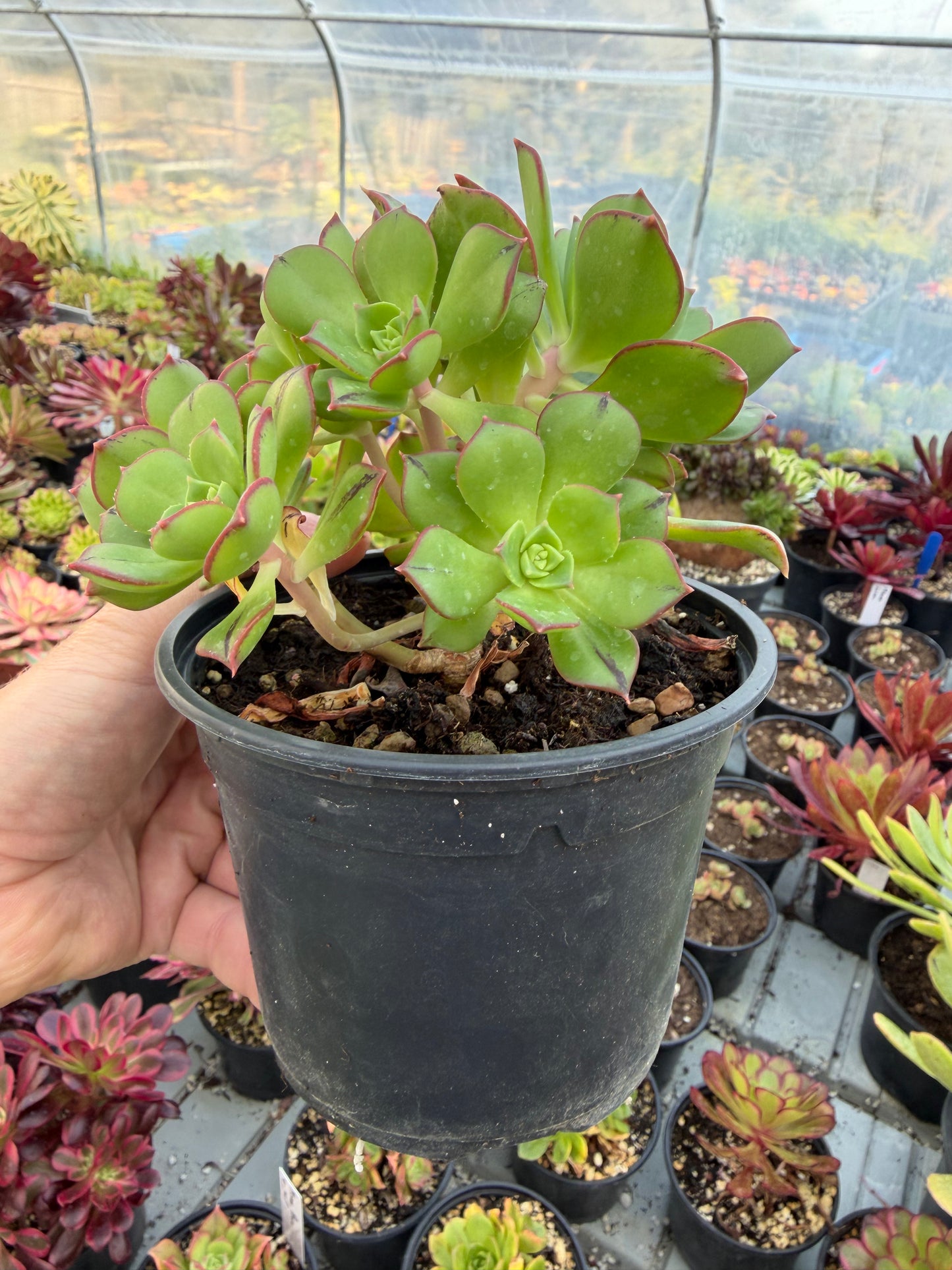 Aeonium Mary Anne Kunkel