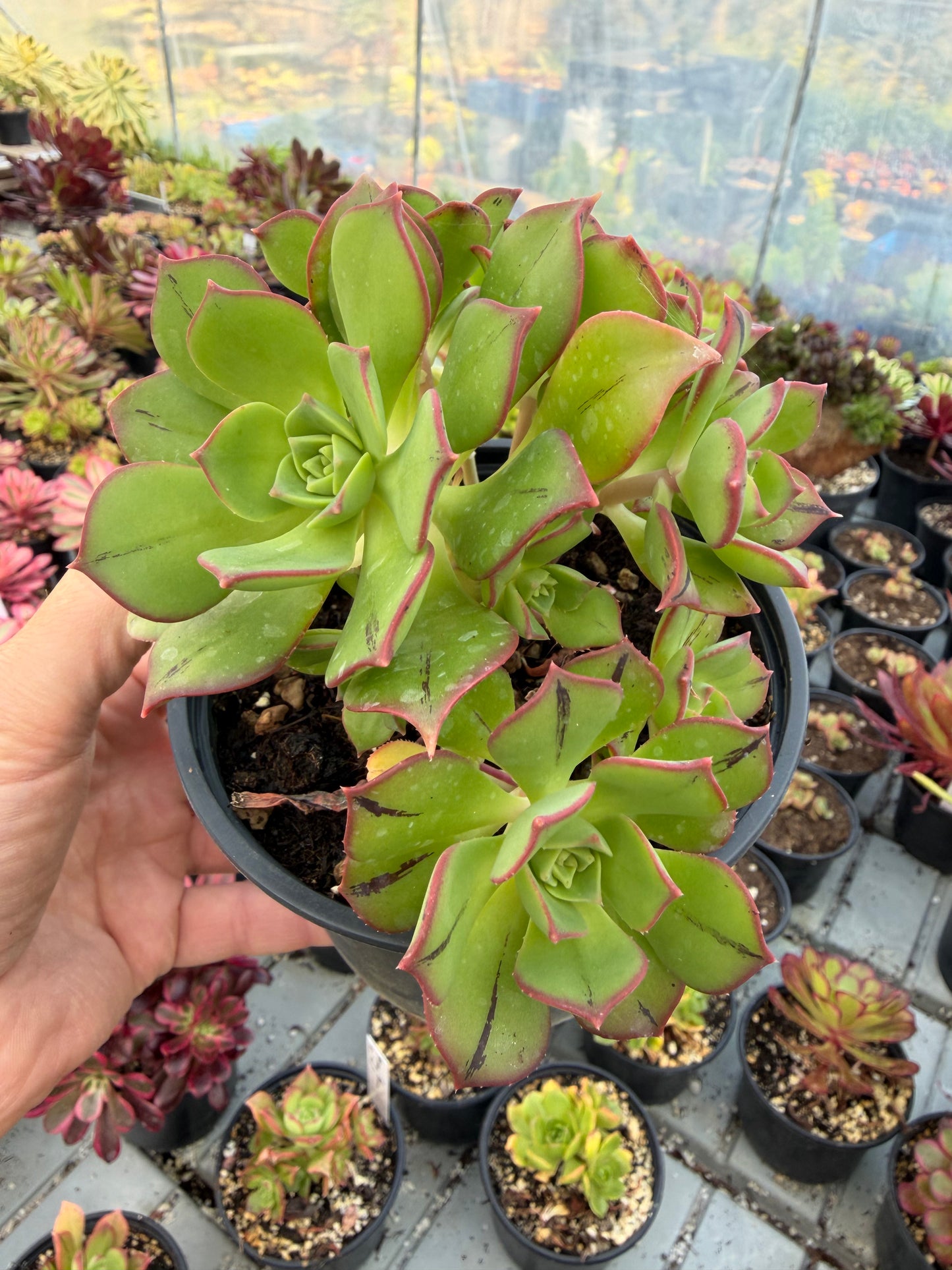 Aeonium Mary Anne Kunkel