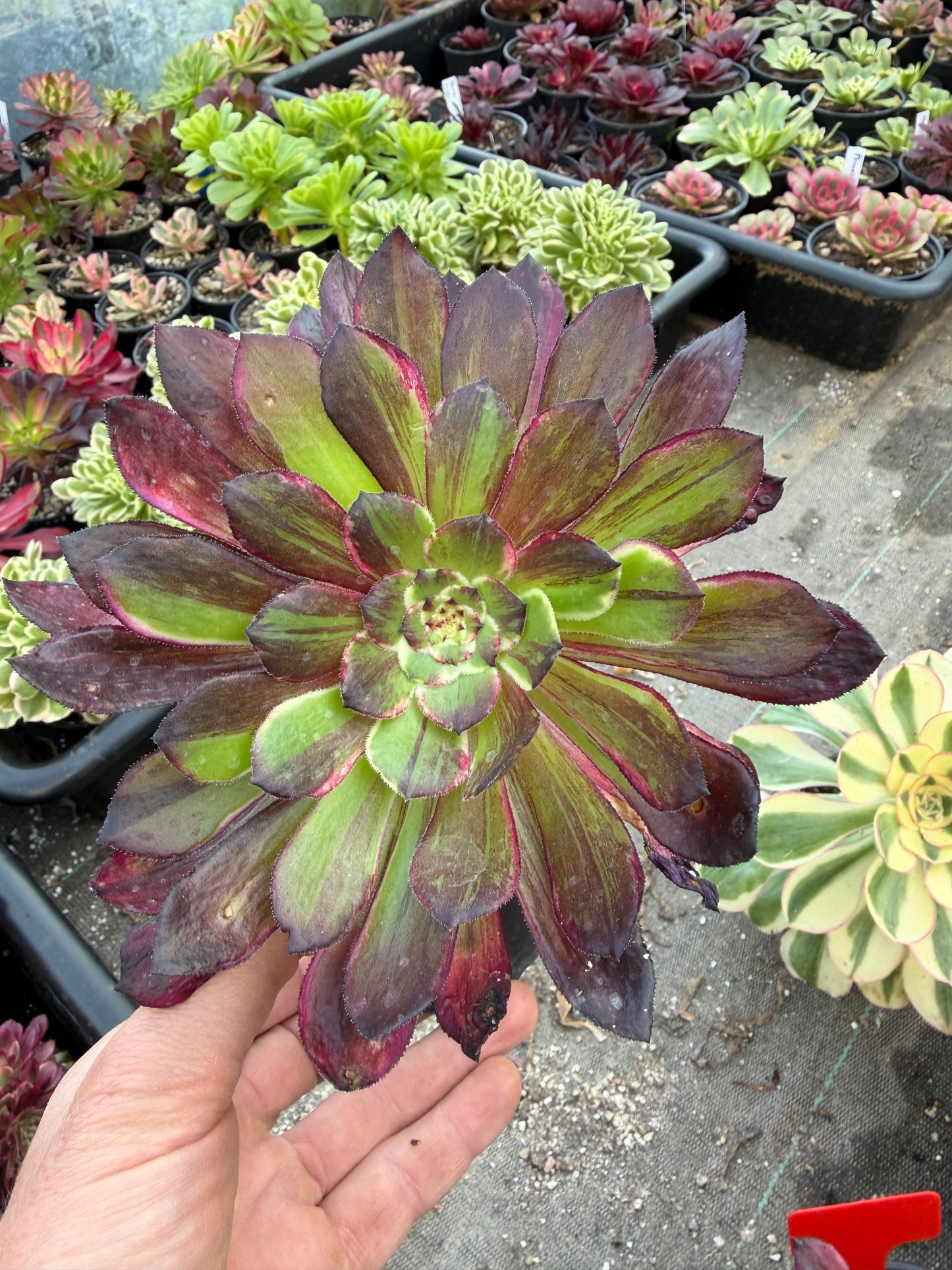 Aeonium Straight Flush