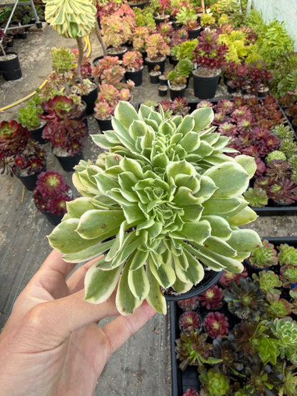 Aeonium Green Médusa cristé