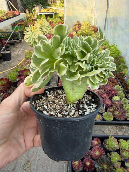 Aeonium Green Médusa cristé