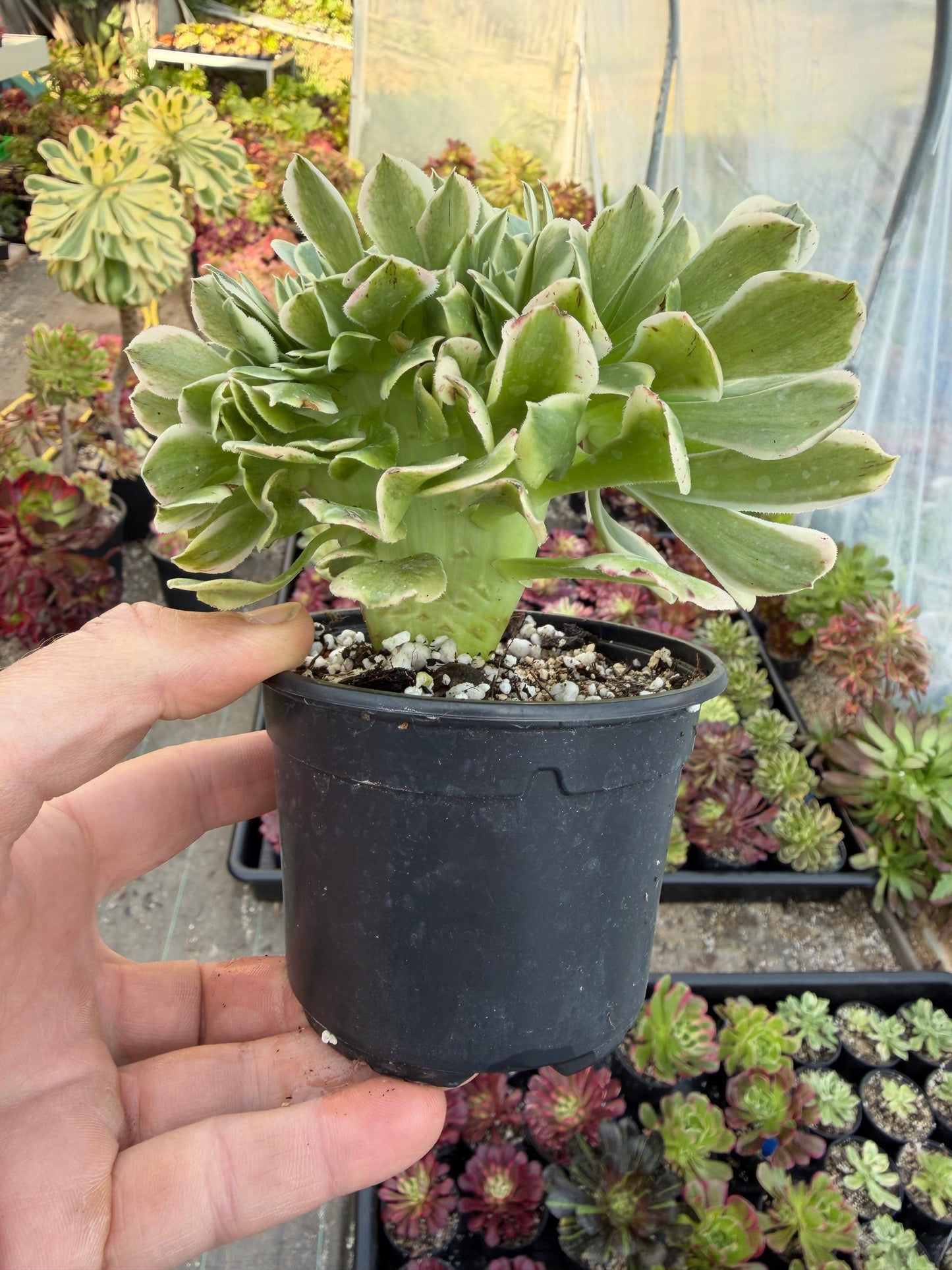 Aeonium Green Médusa cristé