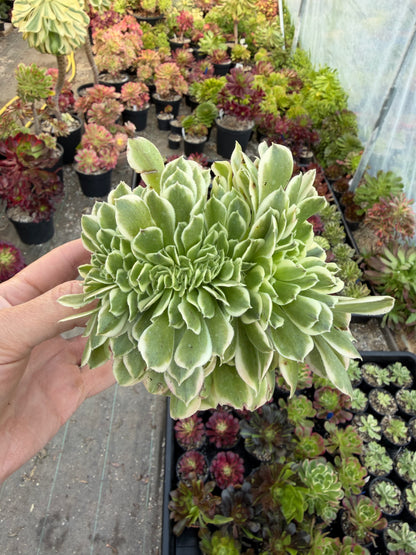 Aeonium Green Médusa cristé