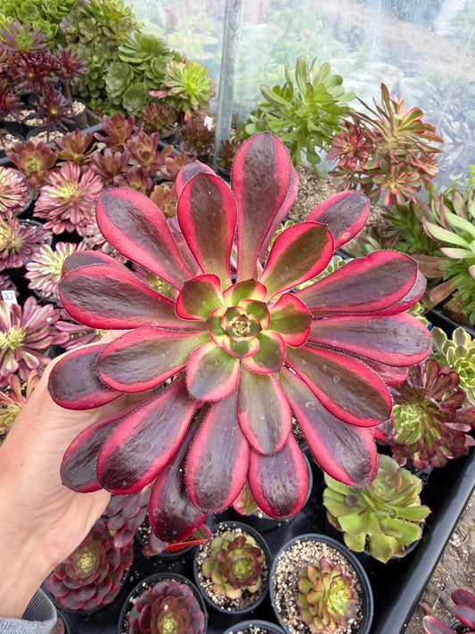 Aeonium Chanel 01