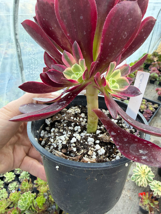 Aeonium Canary 01