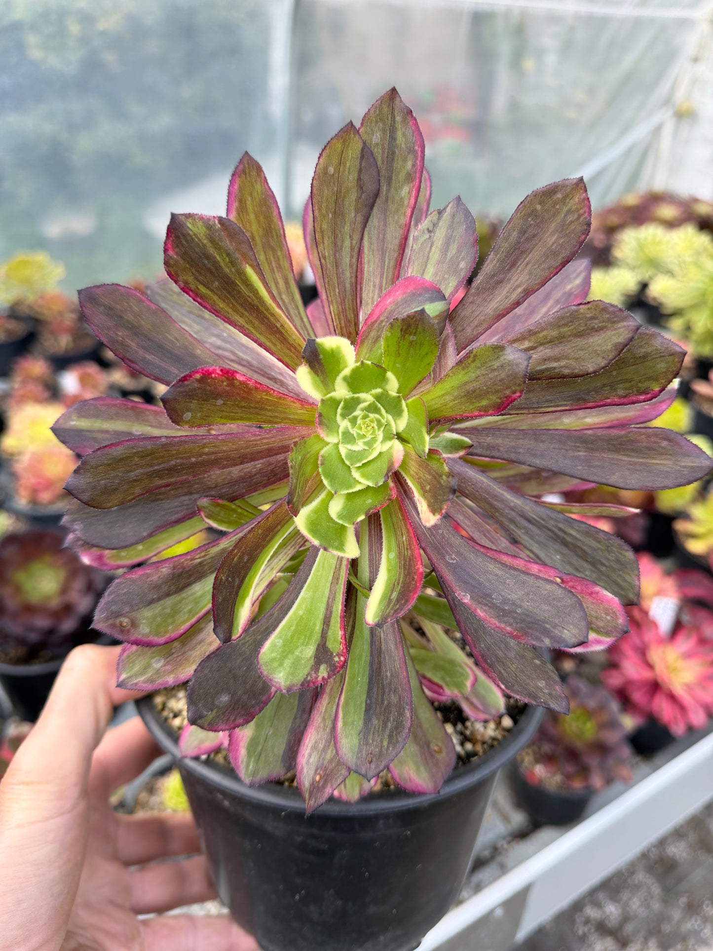 Aeonium Straight Flush