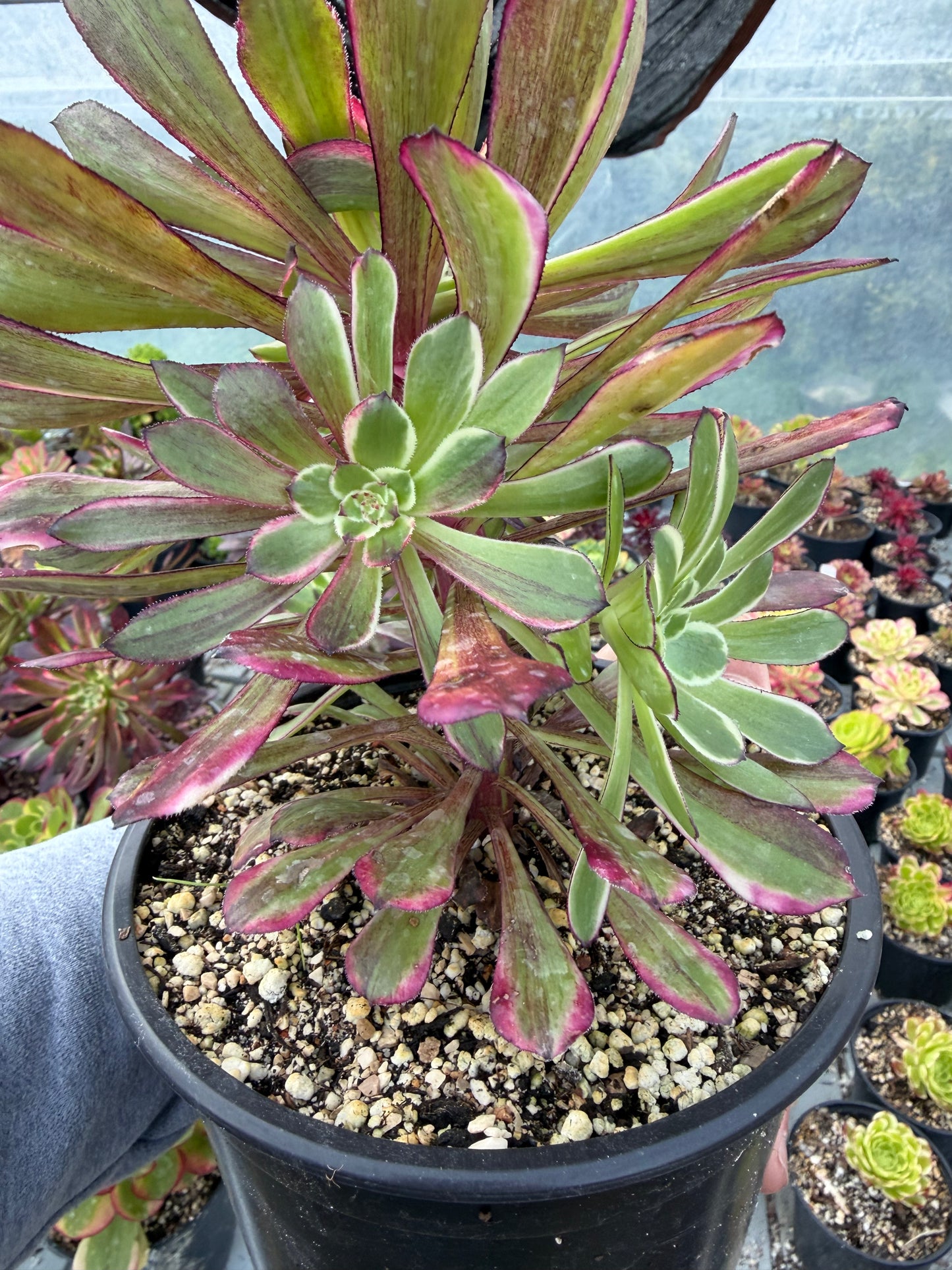Aeonium Straight Flush