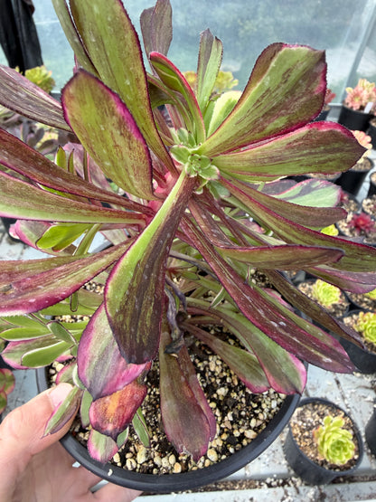 Aeonium Straight Flush