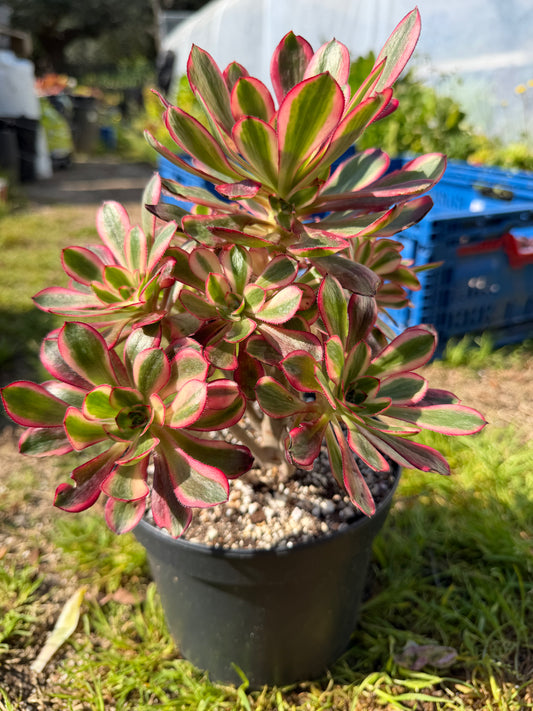 Aeonium Chanel