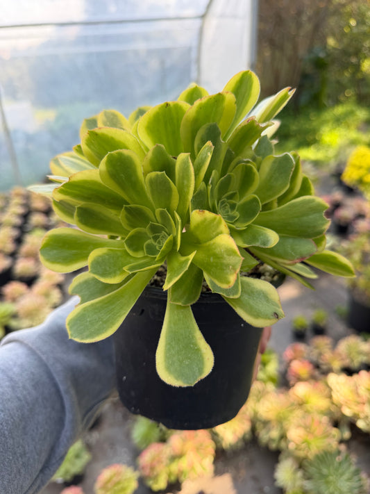 Aeonium Green Lemon