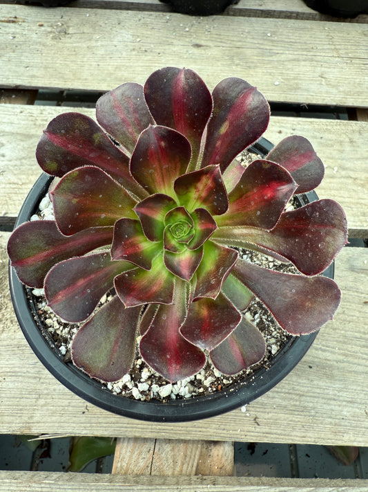 Aeonium middle