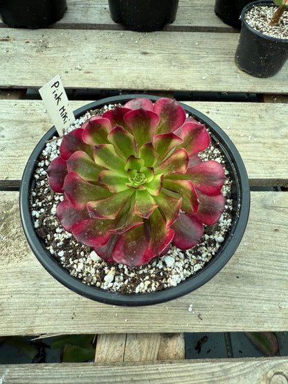 Pink miki