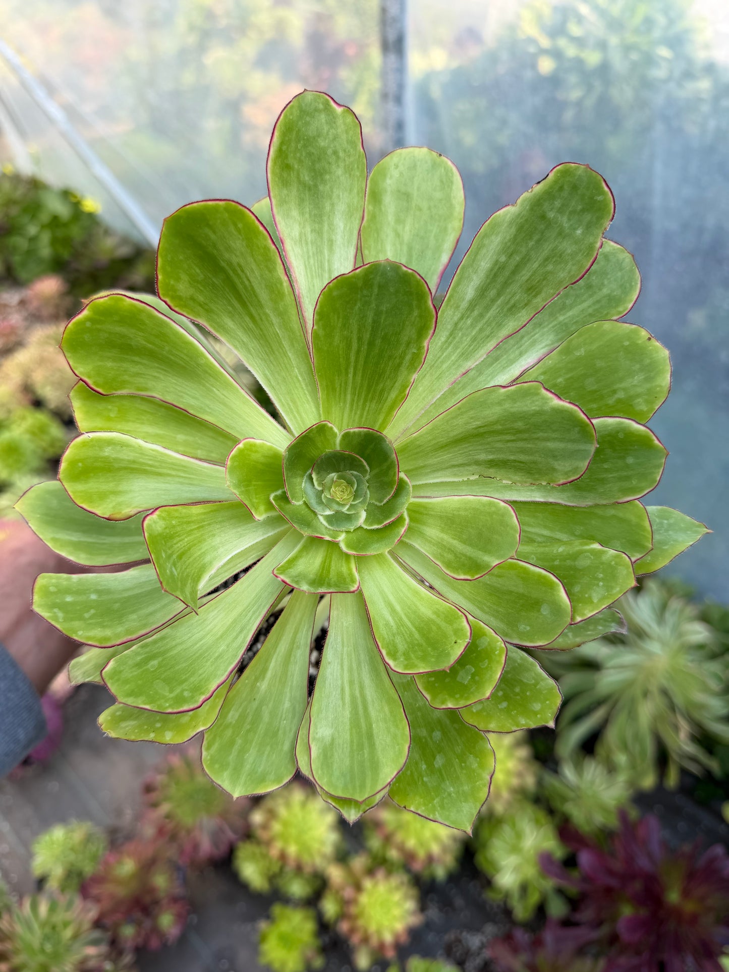 Aeonium Voodoo Green