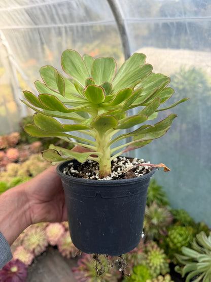 Aeonium Voodoo Green