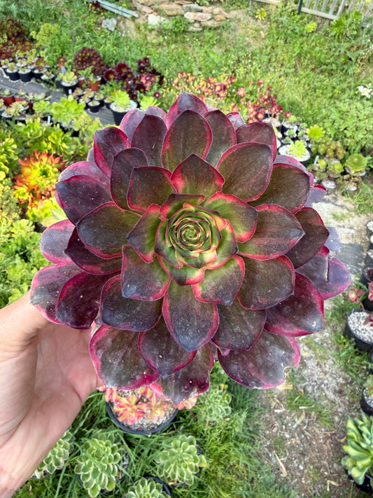 Aeonium Charm Golden Rose variegata