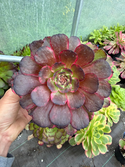 Aeonium Fire Cloud
