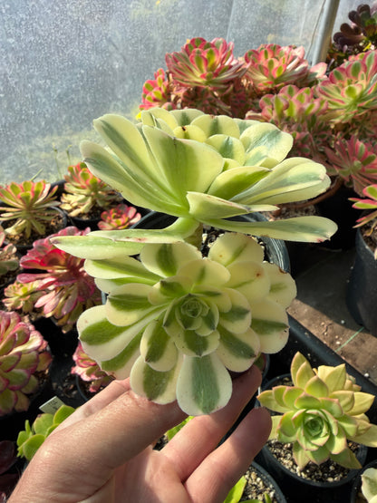 Green Médusa