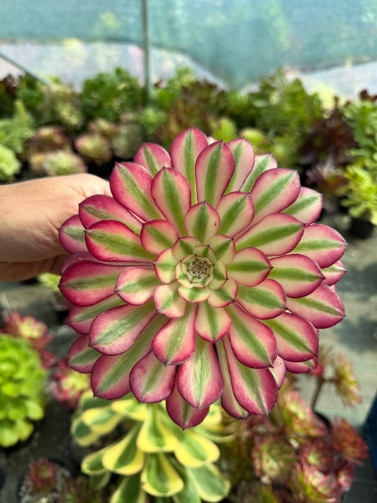 Aeonium Garnet White avec moins de chlorophylle.