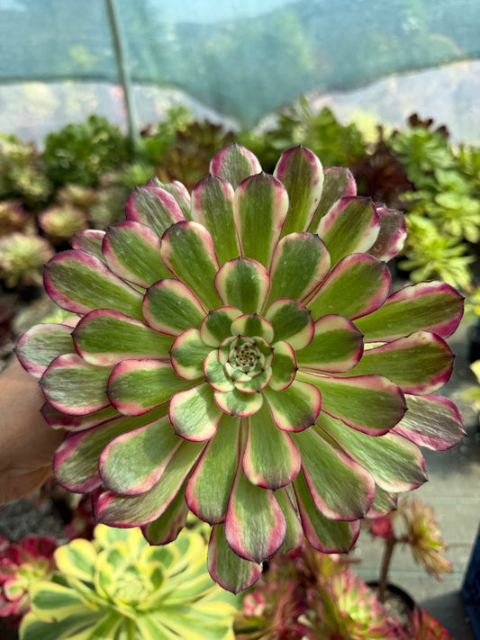 Aeonium Garnet White