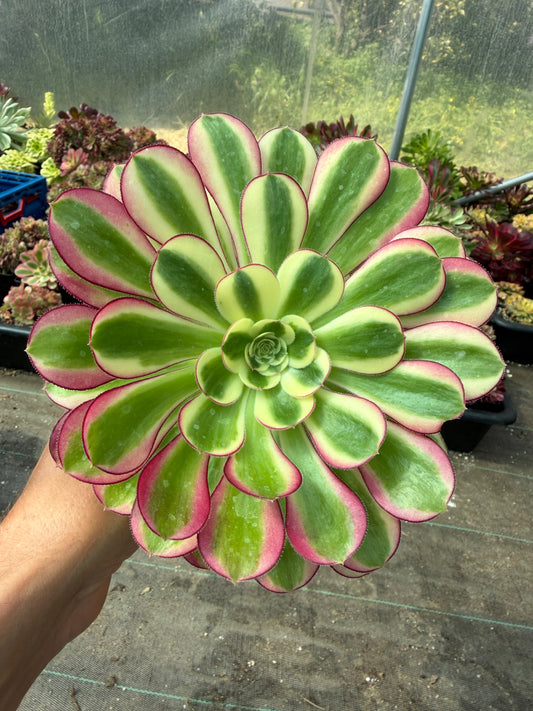 Aeonium Chanel Ice Cream