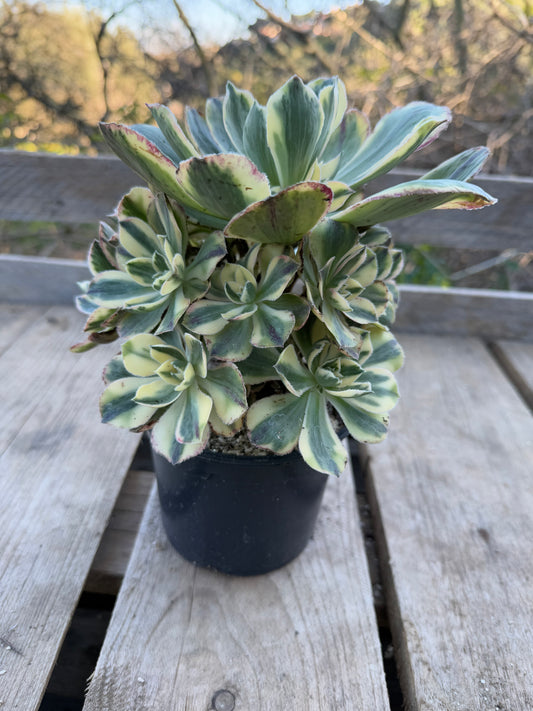 Marnier Lapostolle variegata 01