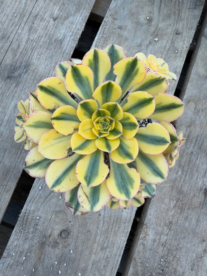 Golden Crown 01