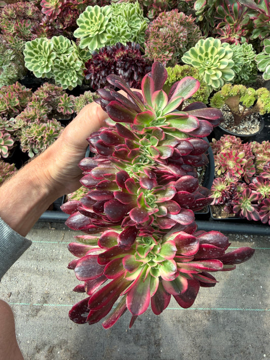Médusa cristé