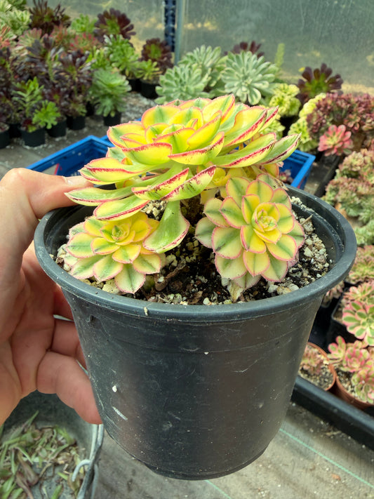 Aeonium Golden Crown 01