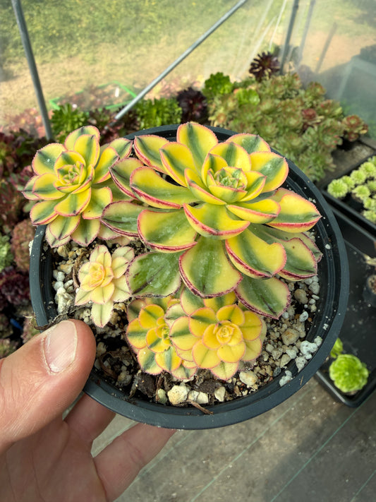 Aeonium Golden Crown 02