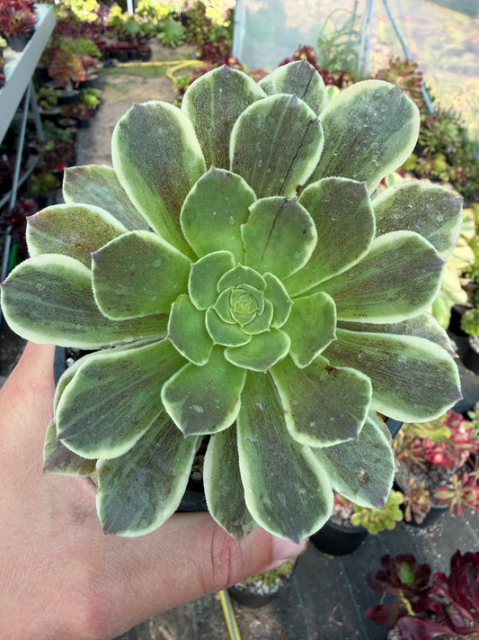 Aeonium Cinderella