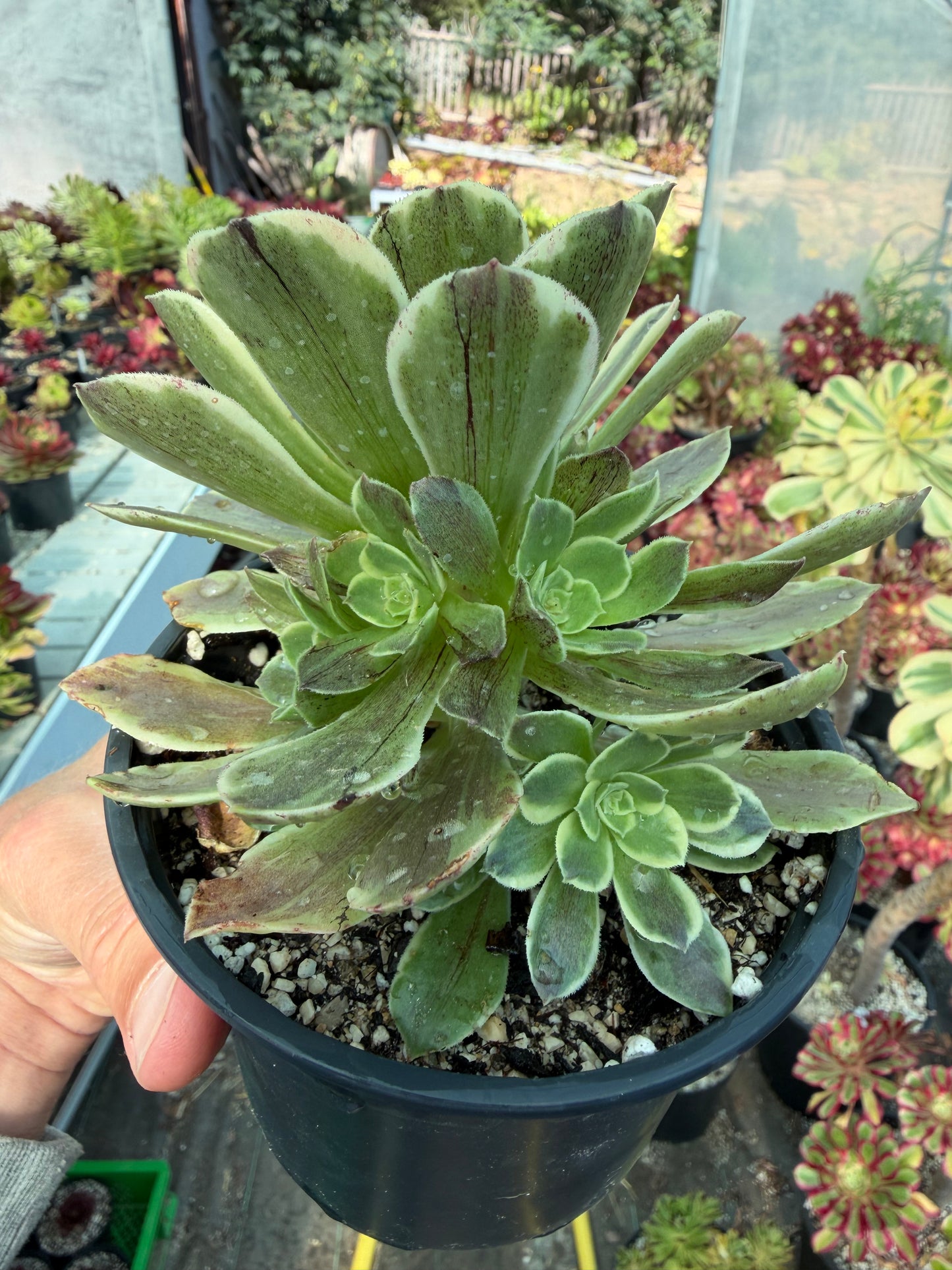 Aeonium Cinderella
