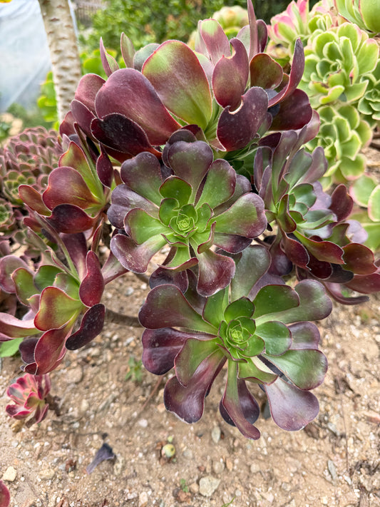 Plum purdy