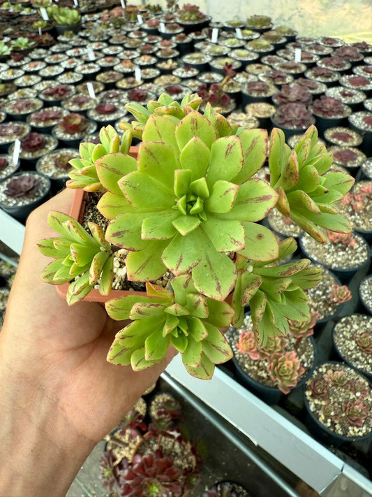 Puberulum