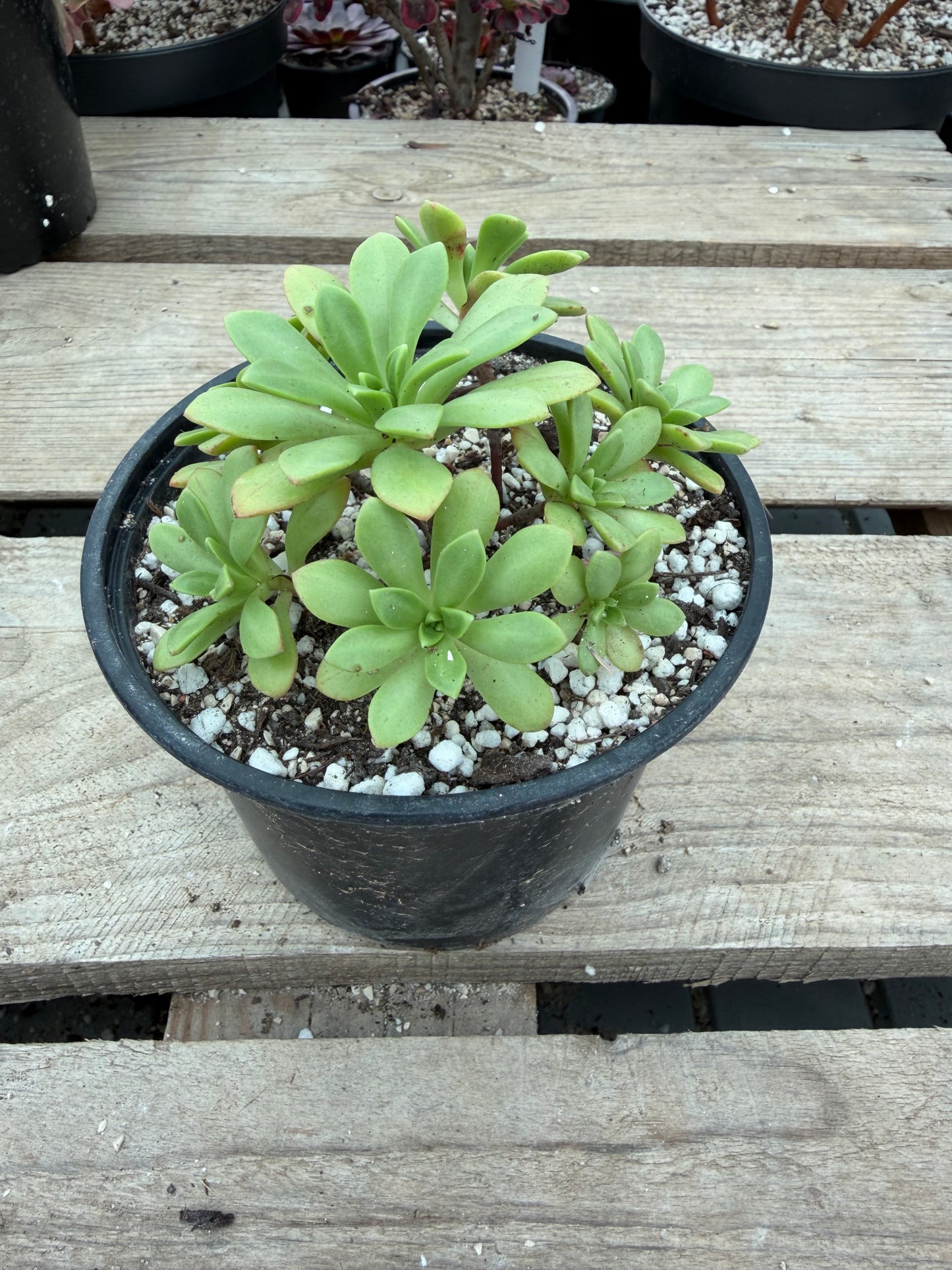 Puberulum