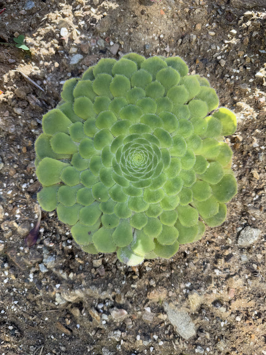 Tabuliforme
