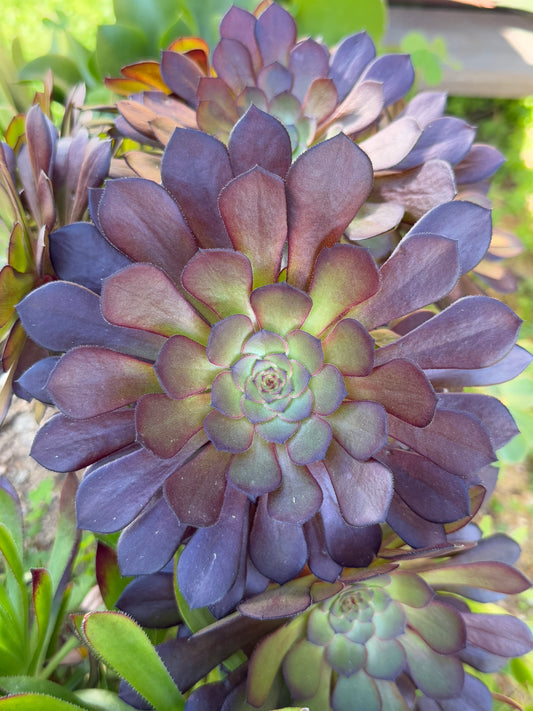 Zwartkin