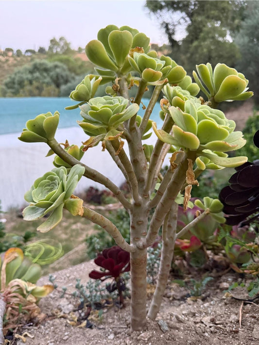 Korneliuslemsii maritime