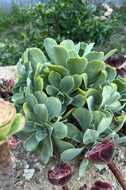 Hybride bleuté