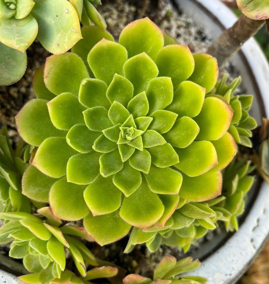 Spathulatum x Tabuliforme