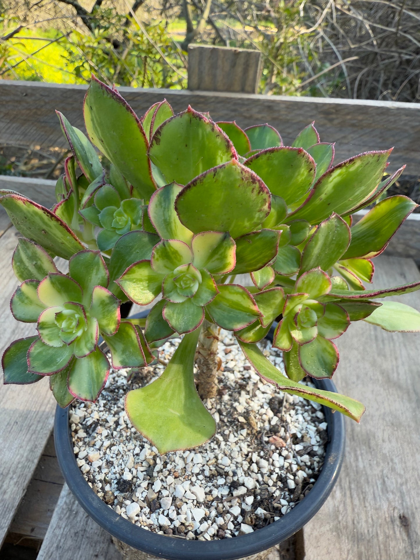 Red Edge Variegata