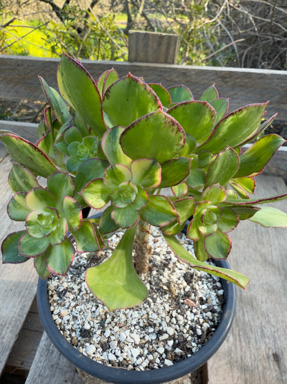 Red Edge Variegata