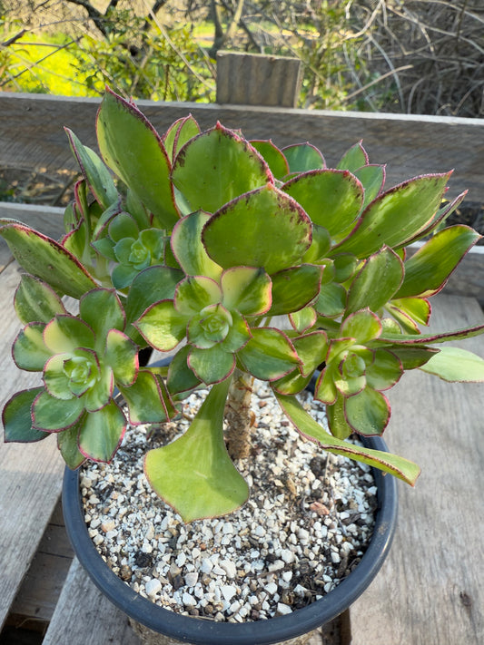 Red Edge Variegata
