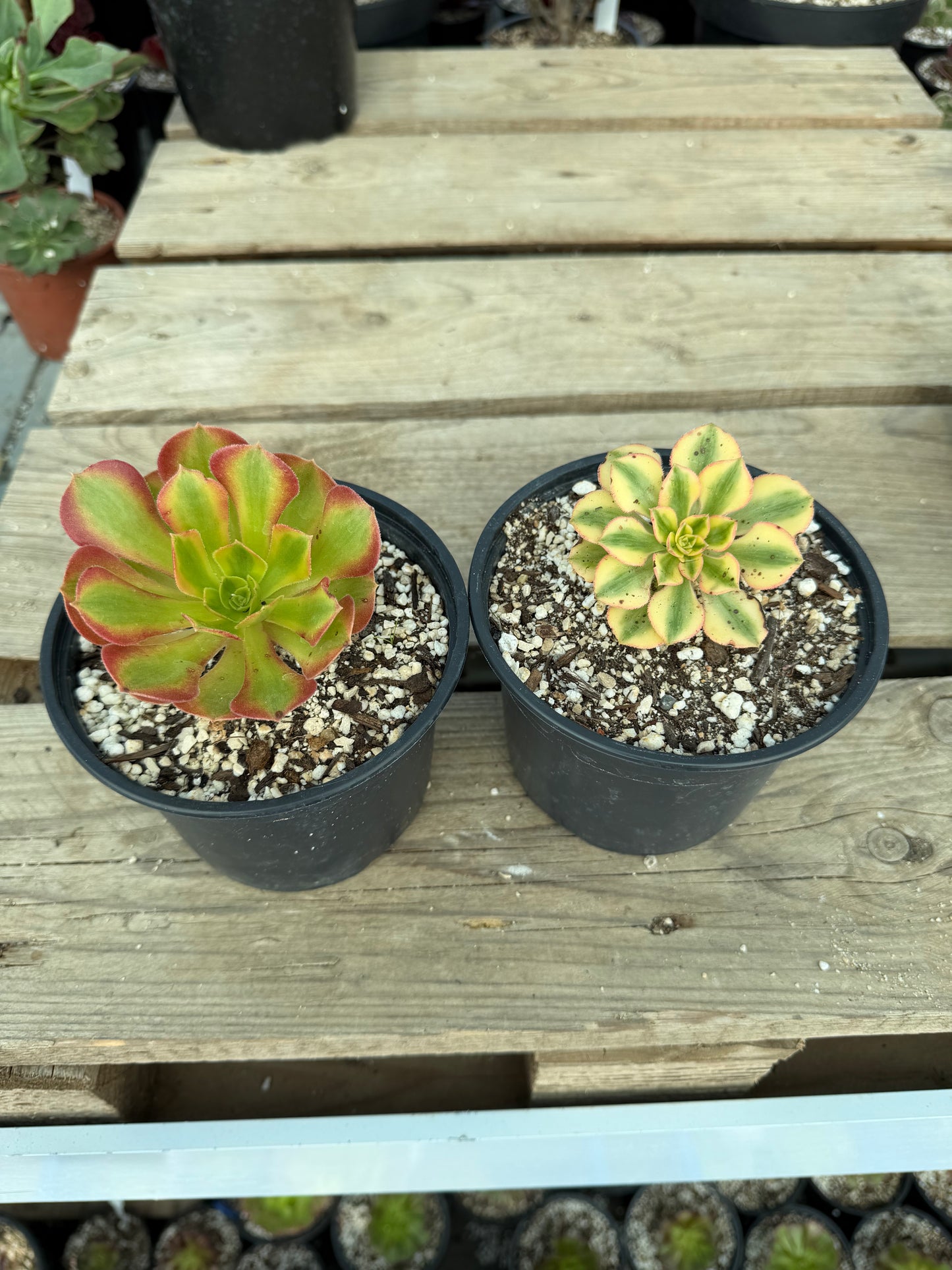 Lot 2 aeoniums