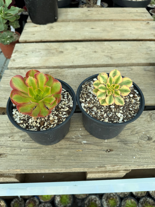 Lot 2 aeoniums