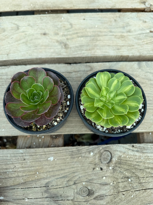Lot 2 aeoniums