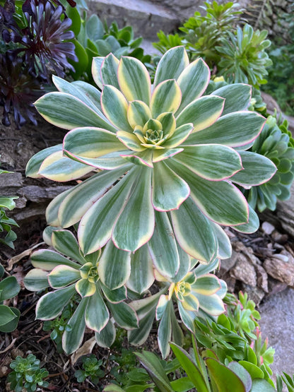 Sunburst