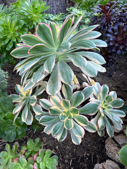 Sunburst
